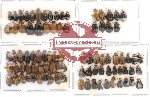 Scientific lot no. 37 Chrysomelidae (89 pcs)