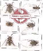 Scientific lot no. 165 Cerambycidae (6 pcs - 3 pcs A2)