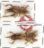 Scientific lot no. 32 Orthoptera (Gryllotalpidae) (2 pcs)