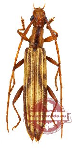 Cerambycidae sp. 17 (Syllitus sp.)