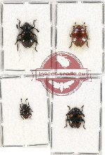 Scientific lot no. 50 Endomychidae (4 pcs)