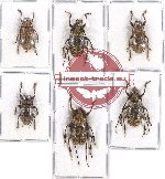 Scientific lot no. 140 Cerambycidae (6 pcs - 3 pcs A2)