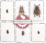 Scientific lot no. 130 Cerambycidae (6 pcs)