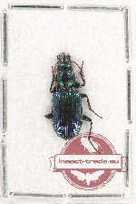 Scientific lot no. 390 Carabidae (1 pc A2)
