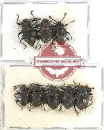 Scientific lot no. 52 Endomychidae (8 pcs)
