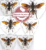 Scientific lot no. 277 Hymenoptera (Vespa spp.) (6 pcs)