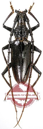 Hoplocerambyx nitidus