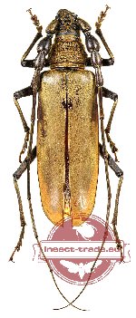 Neocerambyx katarinae