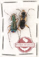 Scientific lot no. 49 Cicindelidae (2 pcs)