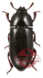 Tenebrionidae sp. 20