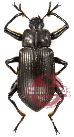 Tenebrionidae sp. 21
