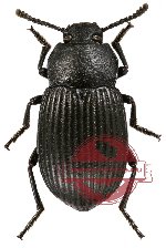 Tenebrionidae sp. 22