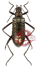 Tenebrionidae sp. 23