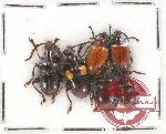 Scientific lot no. 301 Chrysomelidae (6 pcs)