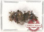 Scientific lot no. 443 Curculionidae (5 pcs)