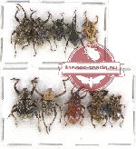 Scientific lot no. 444 Curculionidae (10 pcs)