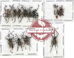 Scientific lot no. 445 Curculionidae (12 pcs)