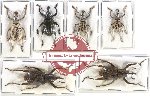 Scientific lot no. 447 Curculionidae (6 pcs - 1 pc A2)