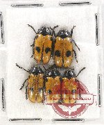 Scientific lot no. 296 Chrysomelidae (5 pcs)