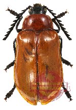Coptocera sp. 1 (Dascillidae) (A2)