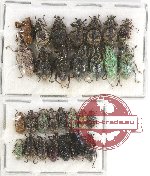 Scientific lot no. 454 Curculionidae (29 pcs)