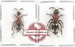 Scientific lot no. 290 Hymenoptera (Mutilidae) (2 pcs - 1 pc A2)