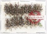 Scientific lot no. 442 Curculionidae (16 pcs)