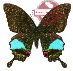 Papilio karna ssp. discordia (5 pcs)