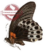 Papilio memnon ssp. coeruleus