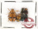 Scientific lot no. 348 Chrysomelidae (6 pcs)