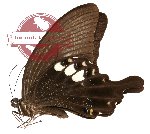 Papilio fuscus ssp. pertinax (A-)