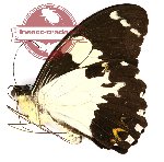 Papilio euchenor misolensis (A2)