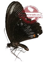 Papilio ambrax ssp. ambracia