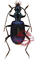 Carabidae sp. 17