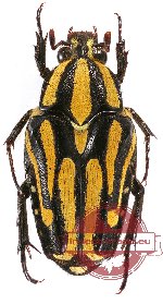 Ixorida (Mecinonota) venerea ssp. buruensis
