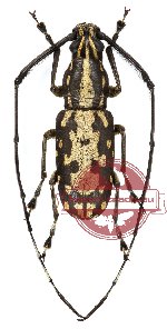 Xenocerus khasianus Jordan, 1895