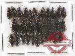 Scientific lot no. 464 Carabidae (30 pcs)