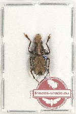 Scientific lot no. 93 Anthribidae (Phloeops platypennis) (1 pc A2)
