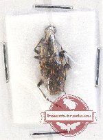 Scientific lot no. 92 Anthribidae (Acorynus sulcirostris) (1 pc)