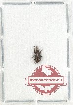 Scientific lot no. 84 Anthribidae (Tropideres securus) (1 pc)
