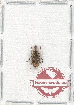 Scientific lot no. 91 Anthribidae (Tropideres marmoreus) (1 pc)