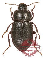 Tenebrionidae sp. 92