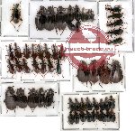 Scientific lot no. 3 Carabidae (57 pcs)