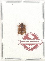 Scientific lot no. 132 Nitidulidae (1 pc)