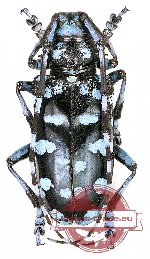 Anoplophora davidis (5 pcs)