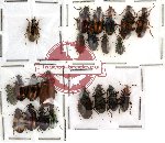 Scientific lot no. 12 Carabidae (22 pcs)