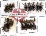 Scientific lot no. 13 Carabidae (27 pcs)