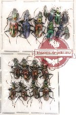 Scientific lot no. 14 Carabidae (18 pcs)