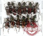 Scientific lot no. 15 Carabidae (12 pcs)