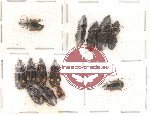 Scientific lot no. 19 Carabidae (13 pcs)